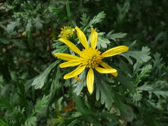 Euryops chrysanthemoides