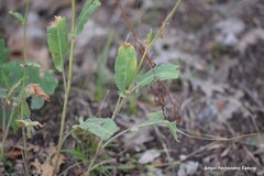 Rumex papillaris