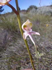 Disa multifida