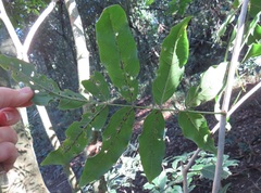 Philenoptera sutherlandii