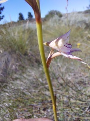 Disa multifida