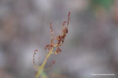 Rumex papillaris