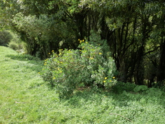 Euryops chrysanthemoides