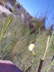Psoralea glaucescens