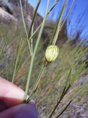 Psoralea glaucescens