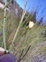 Psoralea glaucescens