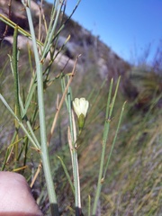 Psoralea glaucescens
