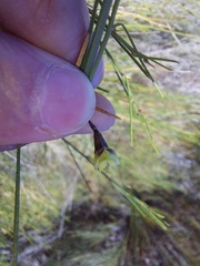 Psoralea glaucescens
