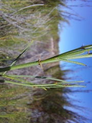 Psoralea glaucescens