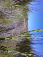 Psoralea glaucescens