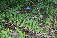 Lysimachia vulgaris