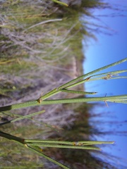Psoralea glaucescens