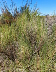 Psoralea glaucescens