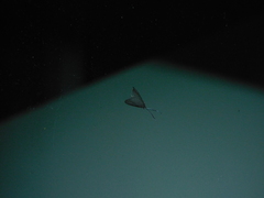 Pollanisus lithopastus