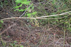 Lysimachia vulgaris