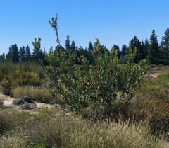 Protea glabra