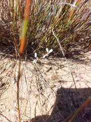 Pelargonium reflexum