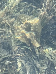 Urobatis jamaicensis