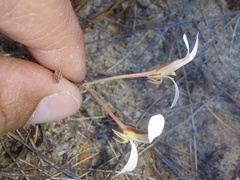 Pelargonium reflexum