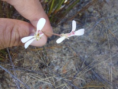Pelargonium reflexum