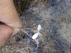 Pelargonium reflexum