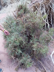 Cyclolepis genistoides