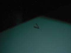 Pollanisus lithopastus