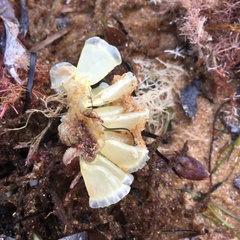 Australaria australasia