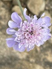 Scabiosa columbaria