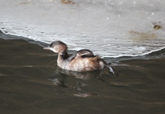 Tachybaptus ruficollis