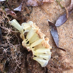 Australaria australasia