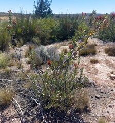 Protea glabra