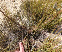 Tylecodon ventricosus