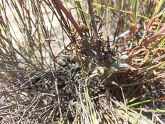 Tylecodon ventricosus