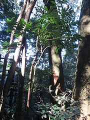 Philenoptera sutherlandii