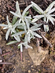Cerastium tomentosum