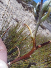 Tylecodon ventricosus