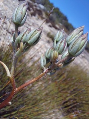 Tylecodon ventricosus