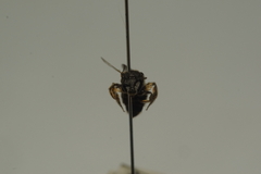 Pachyhalictus