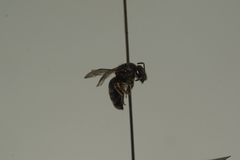 Pachyhalictus