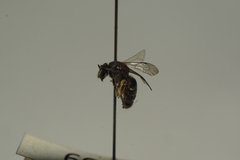Pachyhalictus