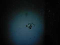 Pollanisus lithopastus