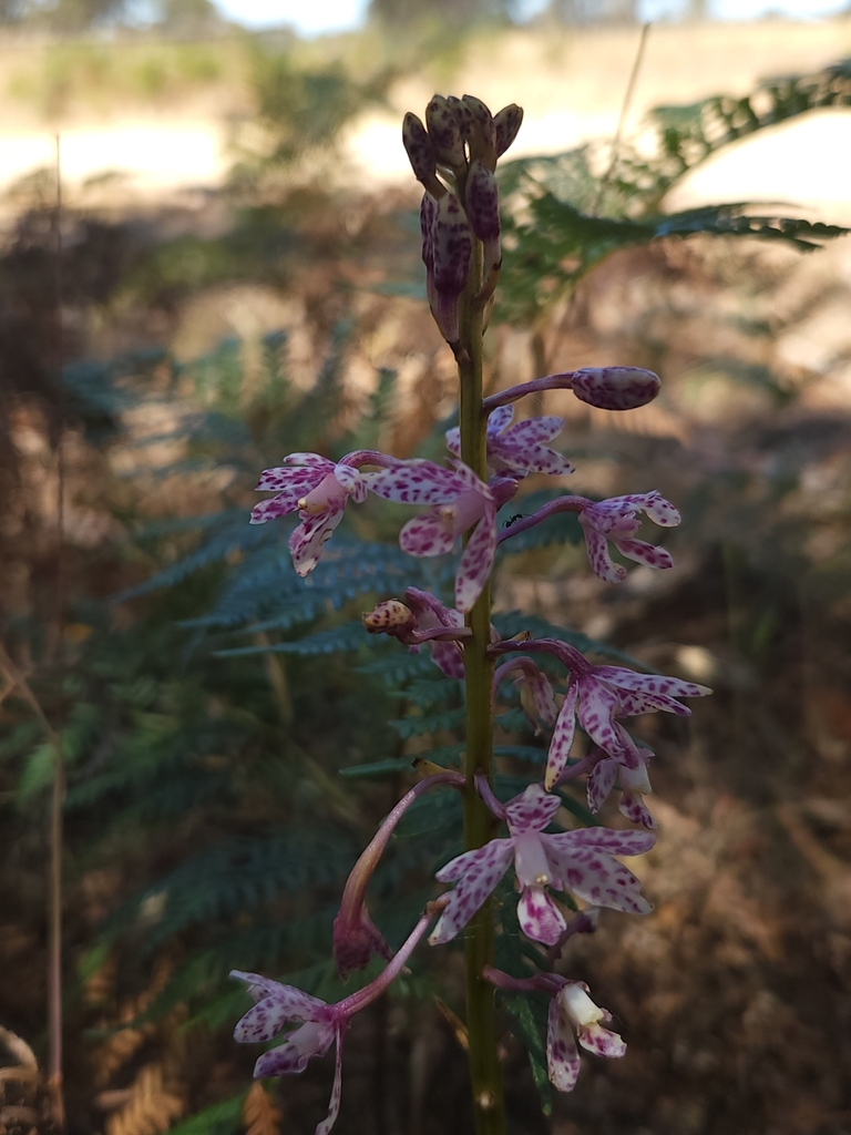 Dipodium campanulatum D.L.Jones 2