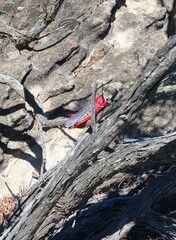 Phymateus morbillosus