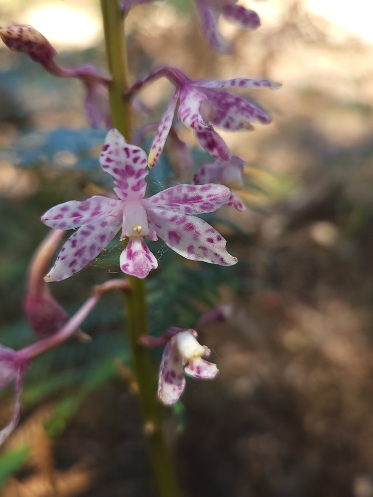 Dipodium campanulatum D.L.Jones 3
