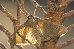 Herpetogramma licarsisalis
