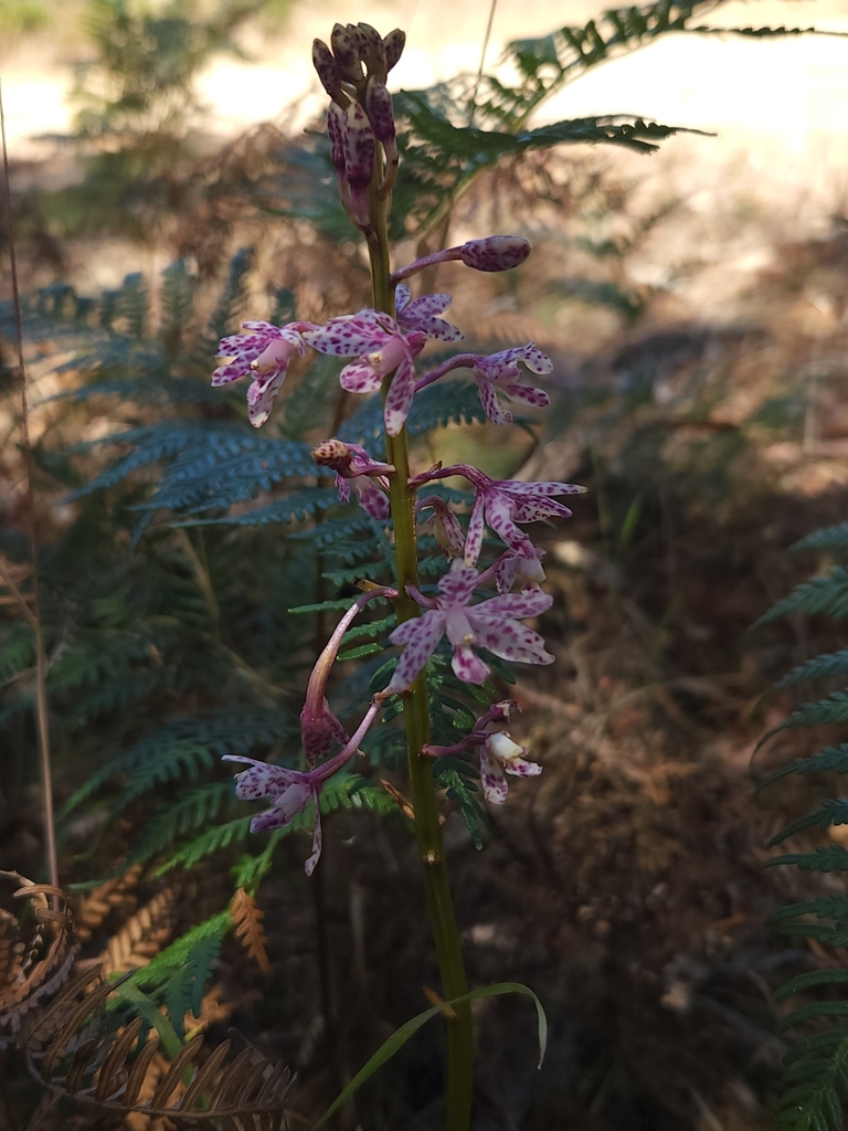 Dipodium campanulatum D.L.Jones 4