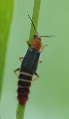 Carphurus