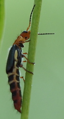 Carphurus