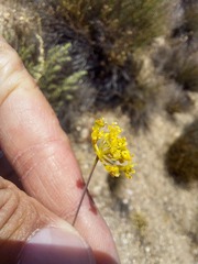 Annesorhizeae
